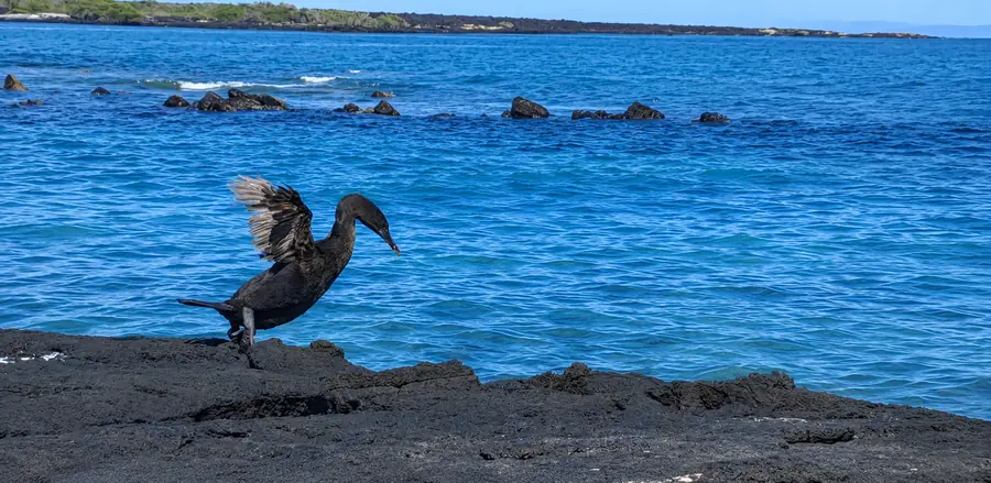 Flightless Cormorant in Galapagos