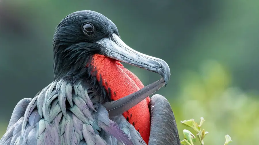 Frigatebird in Galápagos