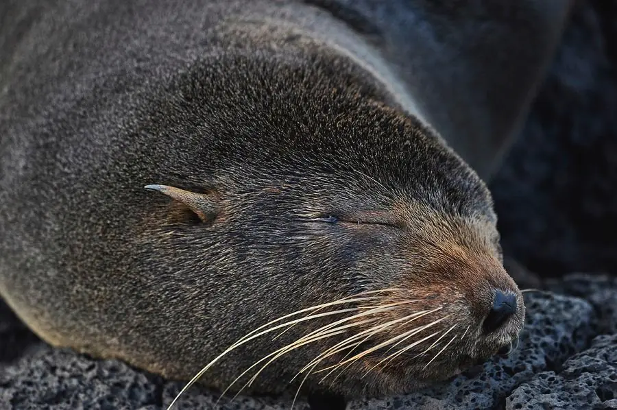 Galapagos Fur Seal