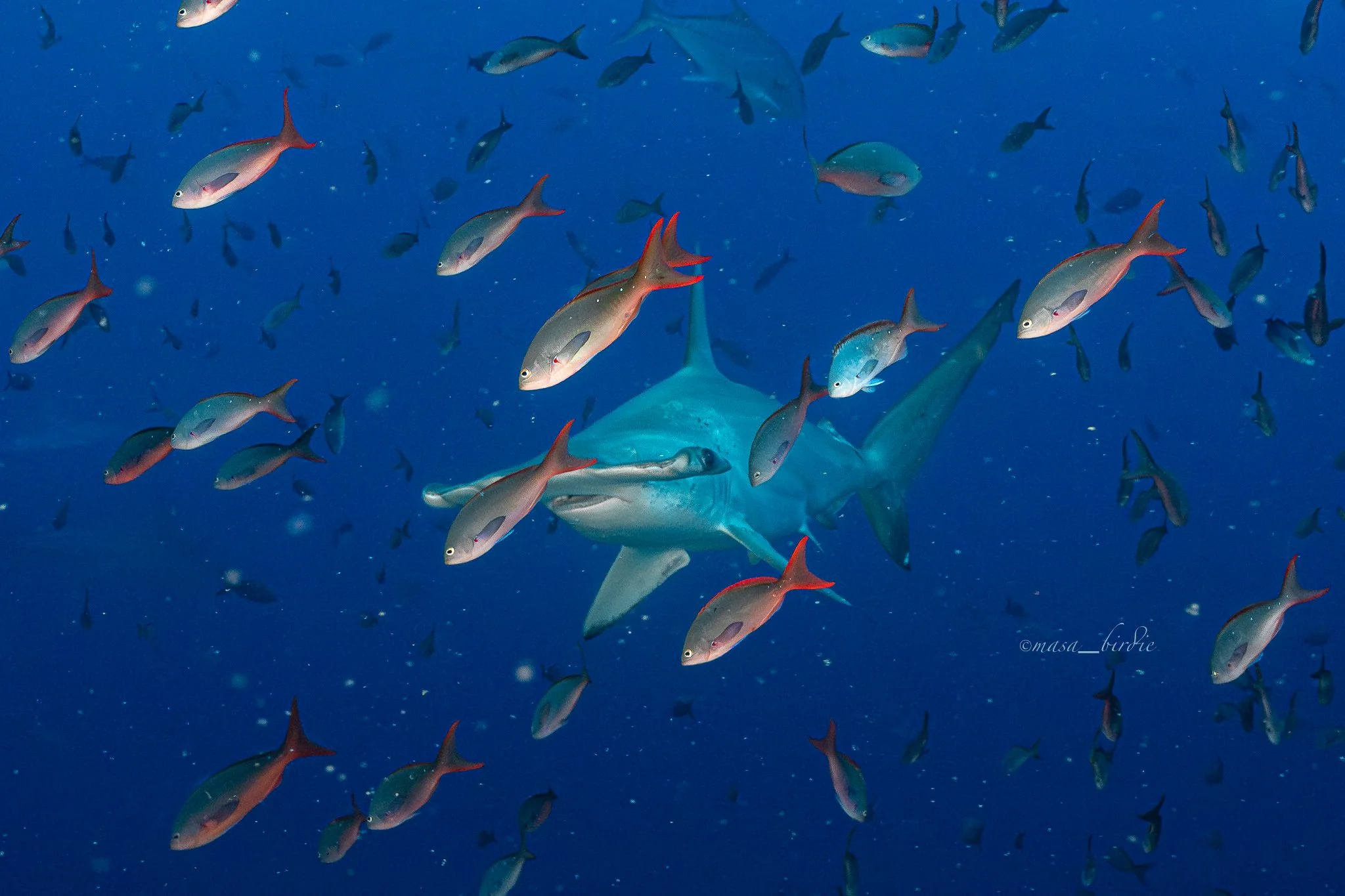 Scalloped Hammerhead Shark
