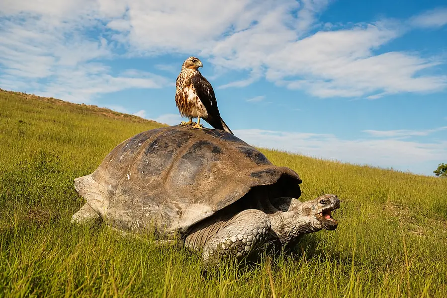 Galapagos Hawk