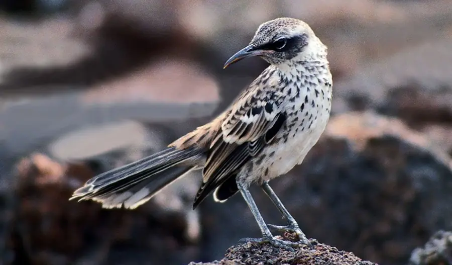 Galapagos Mockingbird
