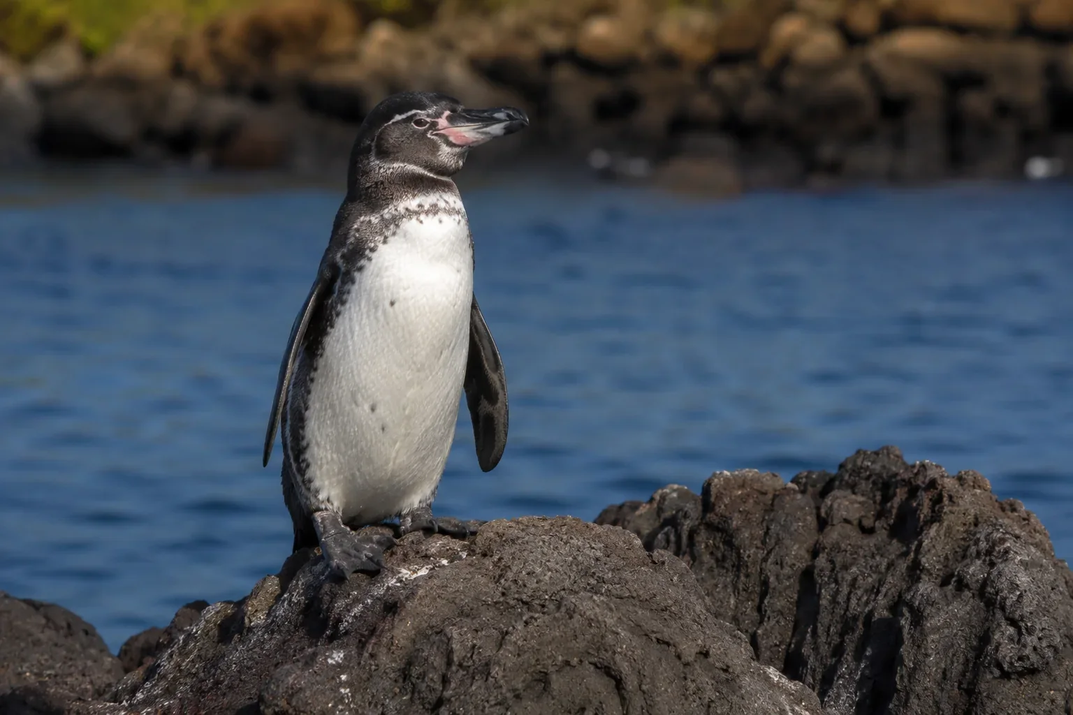 Galapagos penguin for wildlife learning materials