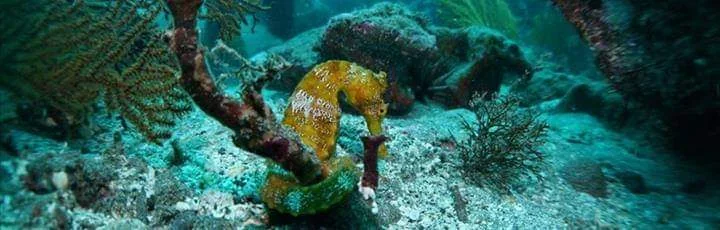 Pacific Seahorse in Galápagos