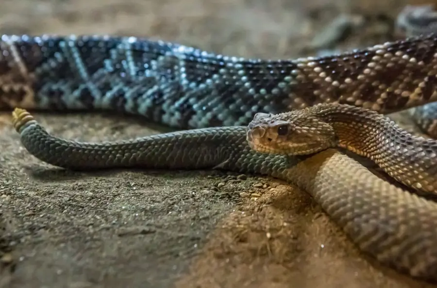 Galapagos Racer Snake