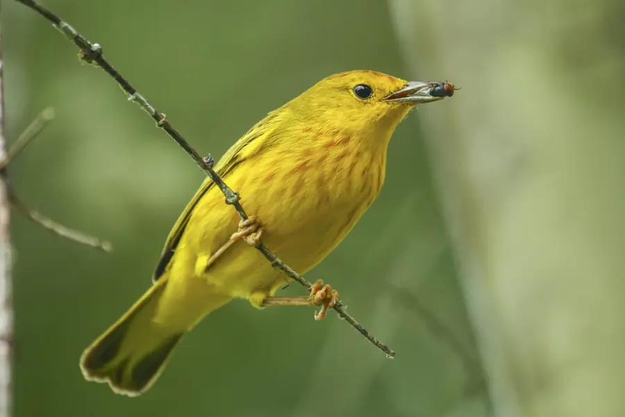 Galápagos Yellow Warbler