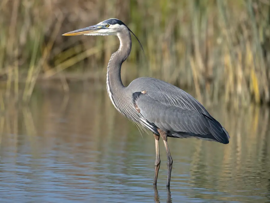 Great Blue Heron in Galápagos