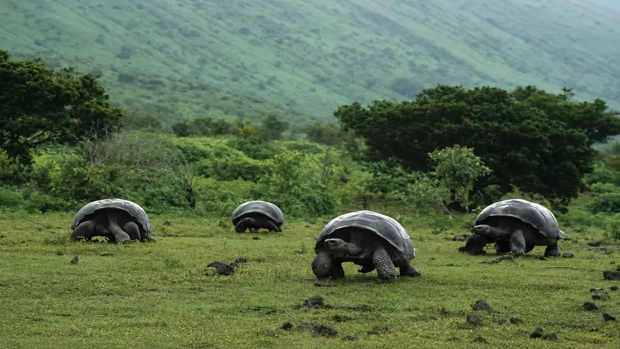 Galapagos Giant Tortoise