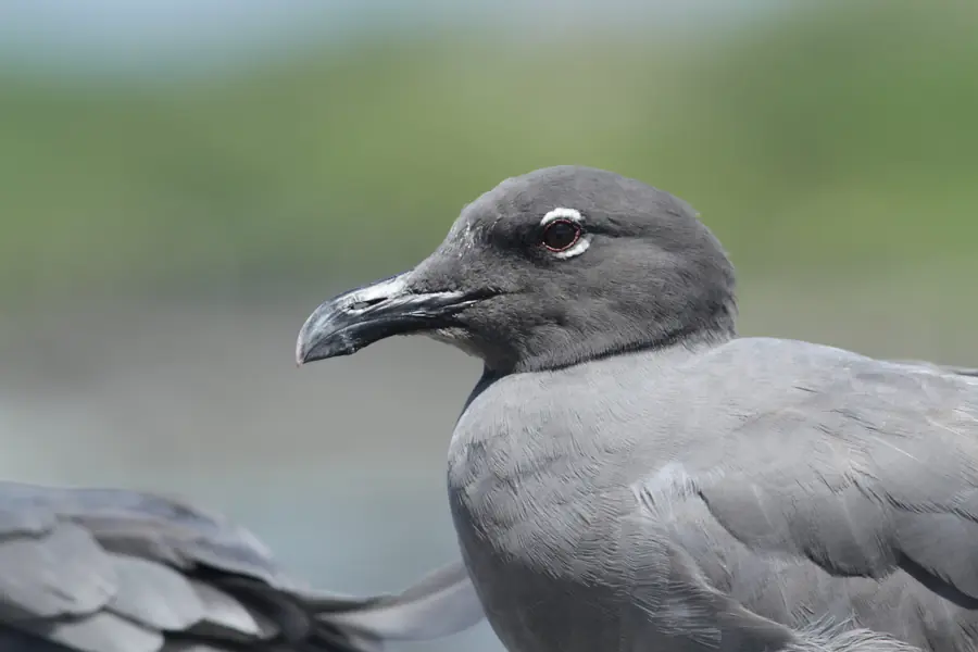 Lava Gull in Galapagos
