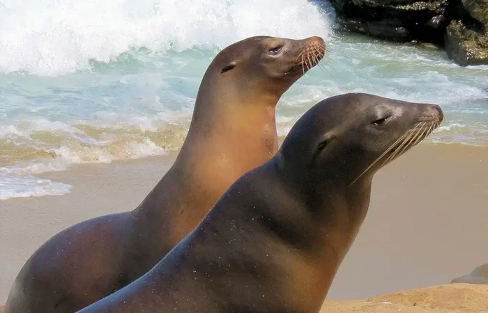 Galapagos scenery used for the Santa Fe island highlight