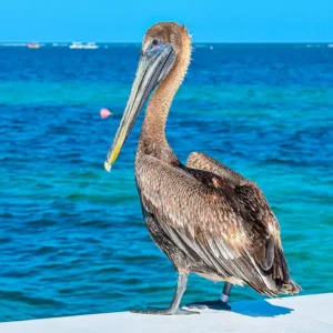 Brown Pelican in Galapagos