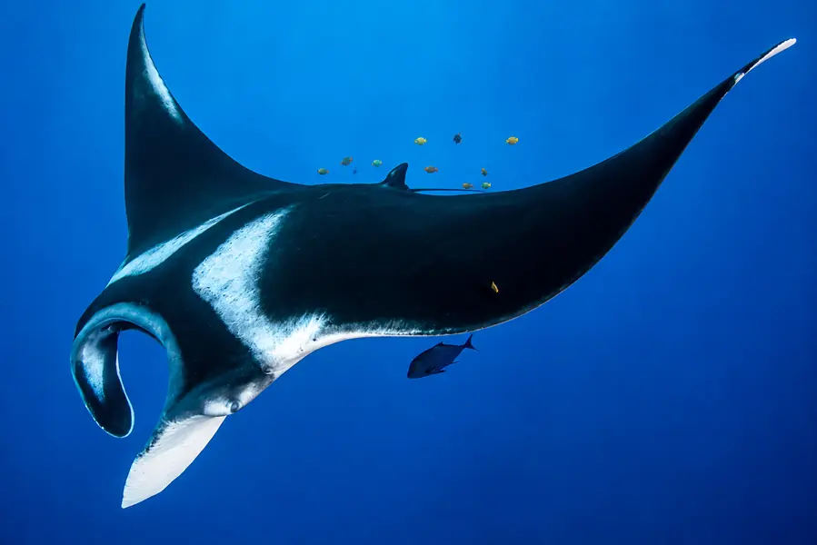 Manta Ray in Galápagos