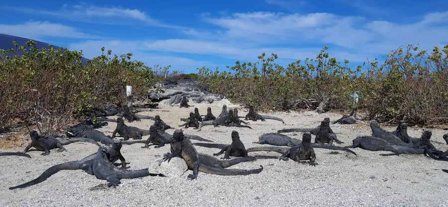 Marine Iguana in Galapagos