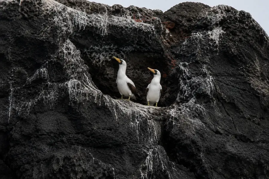 Nazca Booby in Galápagos