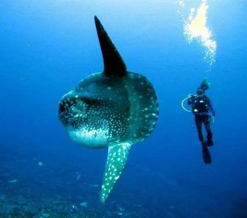 Mola Mola
