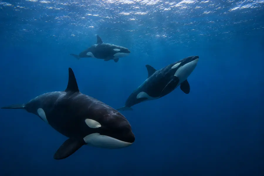 Orca