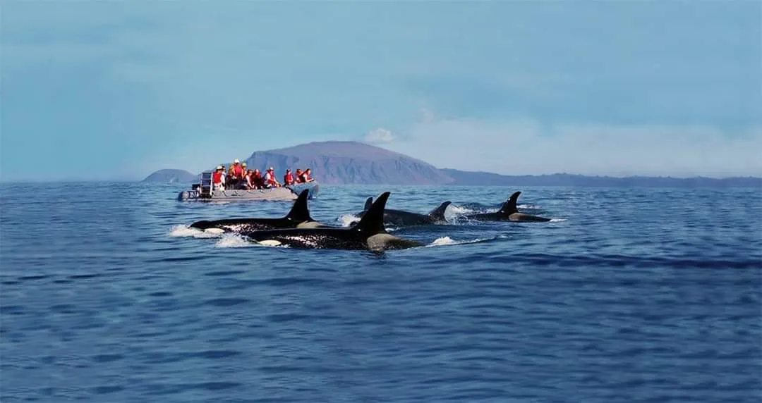 Orcas observed from a zodiac in Galapagos