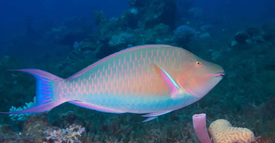 Parrotfish in Galápagos