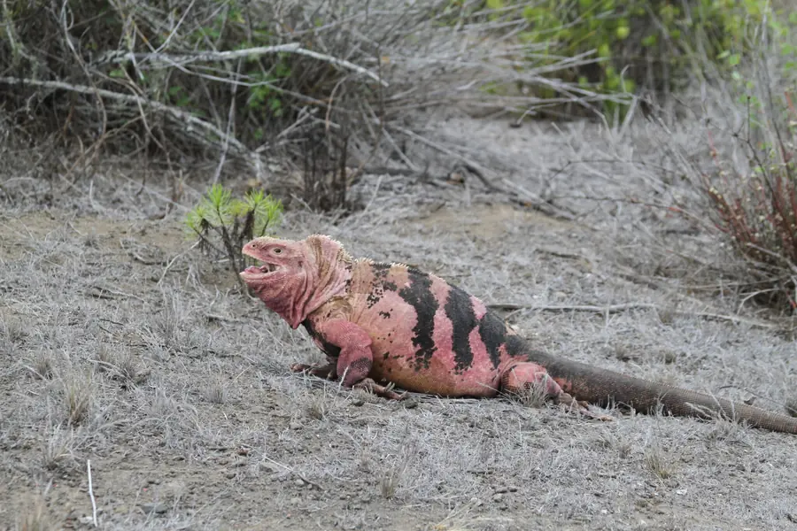 Pink Land Iguana Galapagos