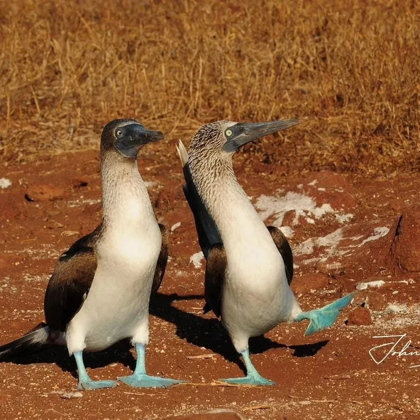 Blue-footed Booby in Galapagos