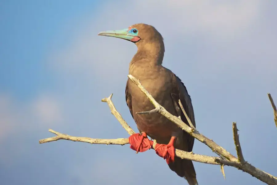 Red-footed Booby in Galapagos