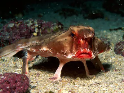 Red-lipped Batfish