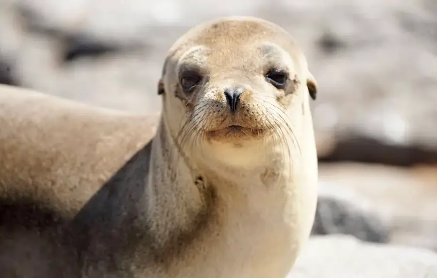 Sea Lion
