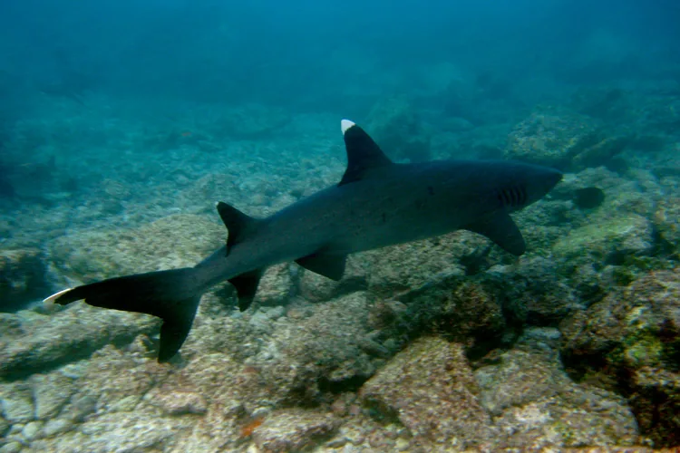 Whitetip reef shark in Galapagos waters
