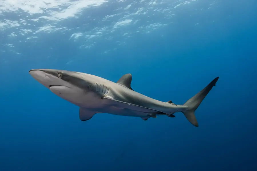 Silky Shark