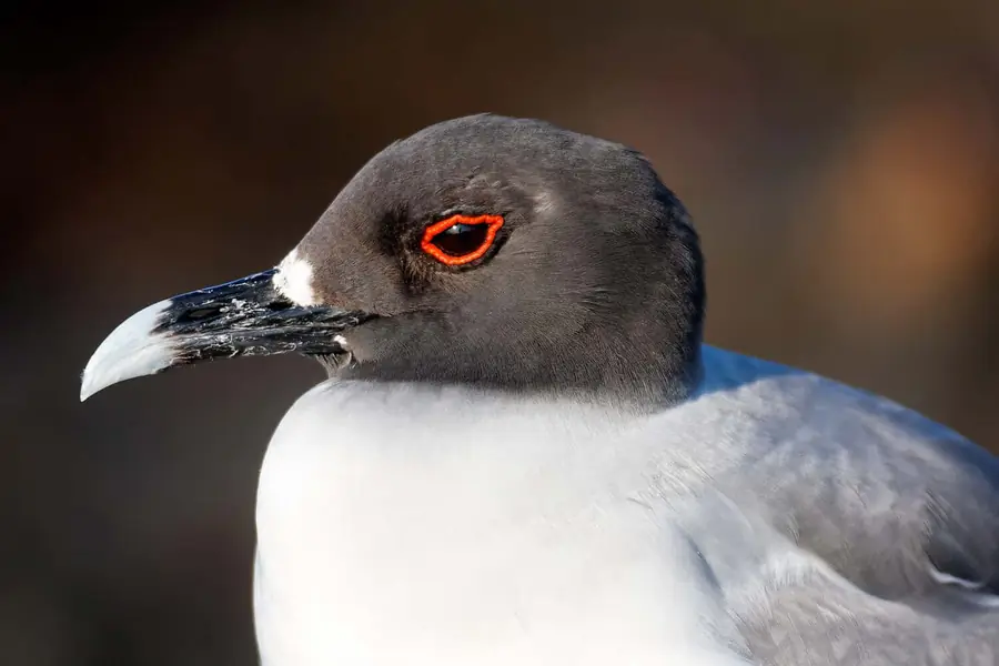 Swallow-tailed Gull in Galapagos