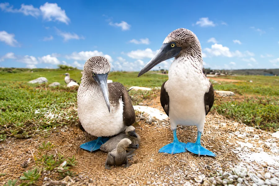 Wildlife on North Seymour Island