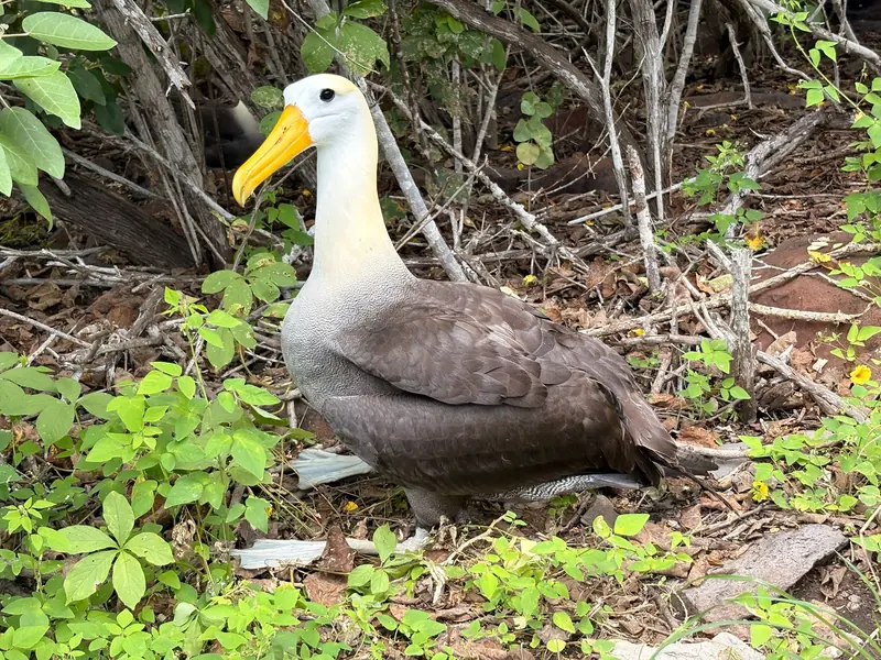 Waved Albatross in Galapagos