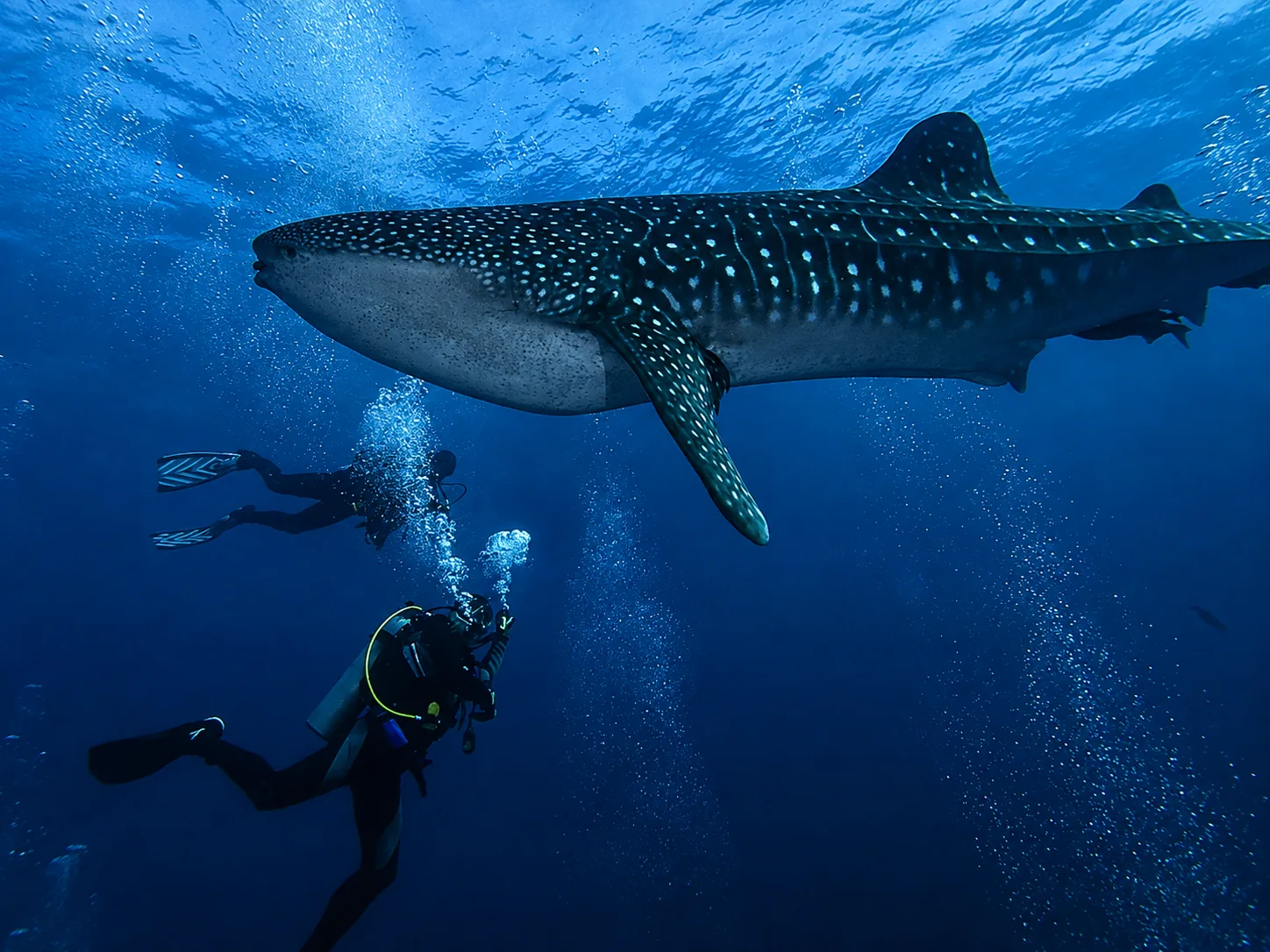 Divers encountering a whale shark in Galapagos
