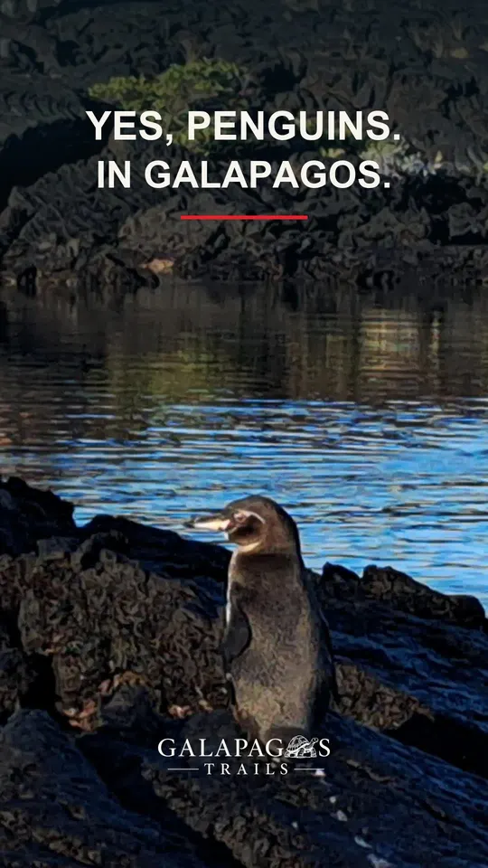 Galapagos penguin beside the water