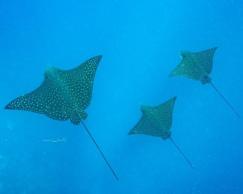 bf210bfa-5c07-4ca0-9093-0bbf49d6df9e