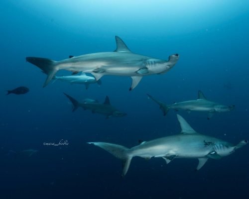 cce3dec3-f062-4827-b951-546c36a571bb