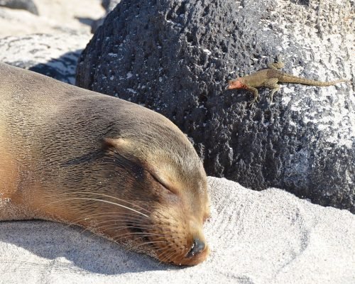 galapagos-islands-2380429_1280