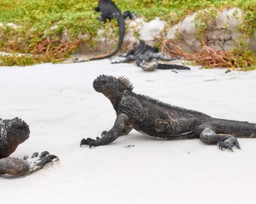Galapagos marine iguanas on a beach, selective focus, Galapagos Islands, Ecuador.