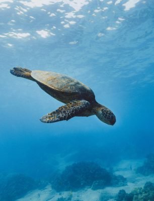 galapagos