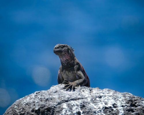 pexels-francesco-ungaro-2289754