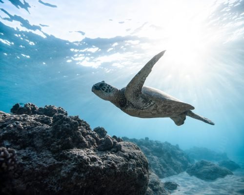 pexels-jeremy-bishop-1260133-2765872