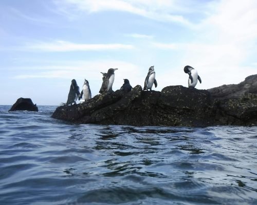 pexels-karen-longwell-1620497134-27542252