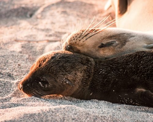 pexels-photations-26381601